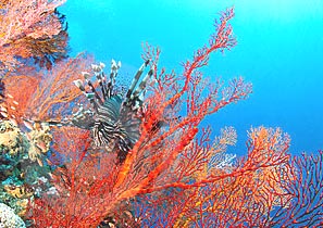 Red Coral Plant , Moonga Plant , Moonga Gemstone , Mangal gemstone , Mumbai , Wholeseller , Orignal Gemstone.